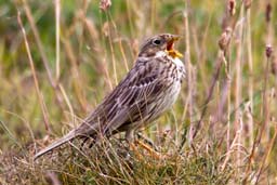 corn bunting